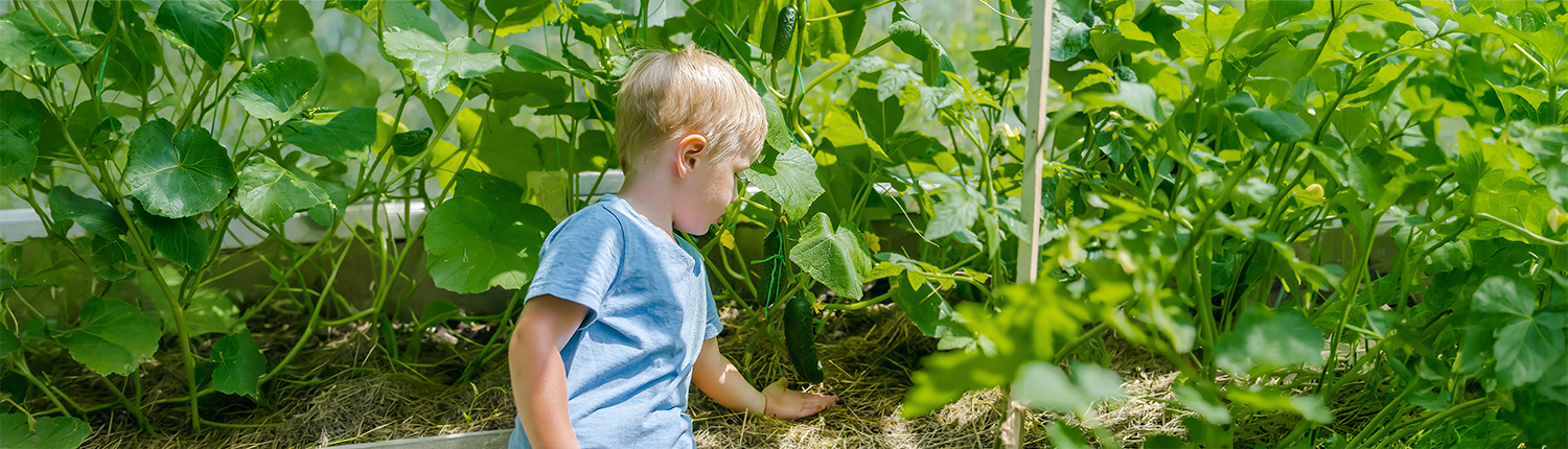 Jittle,Child,Boy,Tie,Up,Tomatos,Plants,At,Greenhouse.baby,Toddler
